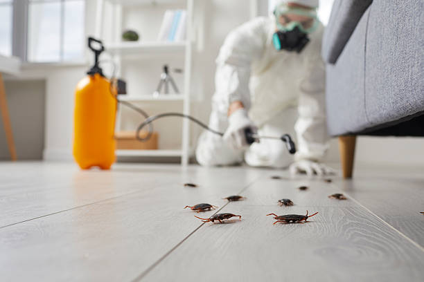 Post-Treatment Bed Bug Interceptor Monitoring in Ruch